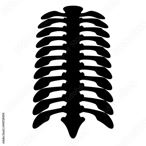 Monochromatic Rib Cage Illustration Exhibiting Skeletal Anatomy for Scientific Study and Design