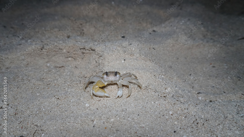 Small ghost crab emerging from its sandy burrow at night, showcasing a pale body and a striking yellow claw illuminated by soft, dim light on the beach