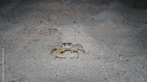 Obraz na płótnie Small ghost crab emerging from its sandy burrow at night, showcasing a pale body and a striking yellow claw illuminated by soft, dim light on the beach w salonie