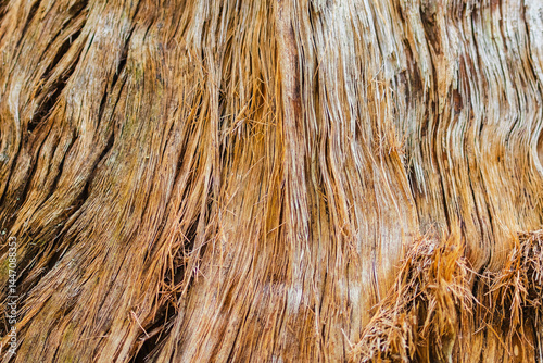 Detailed close-Up view of wooden grain, tree bark textures, natural line art pattern with rich brown orange colours background. 