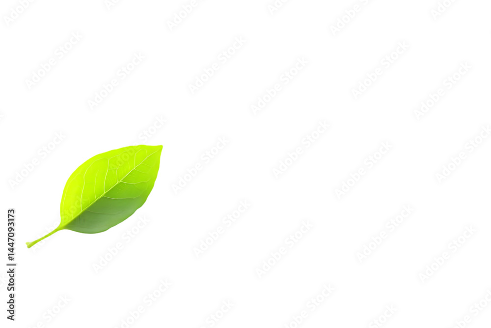 Isolated Green Leaf Illustration, Realistic Leaf Image With Transparent Background