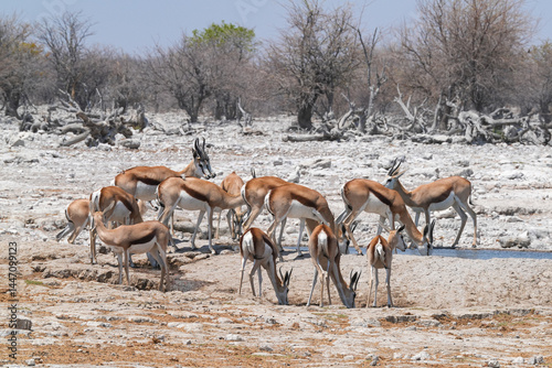 Springböcke in grosser Zahl in freier Wildbahn in Etosha an einer Wasserstelle