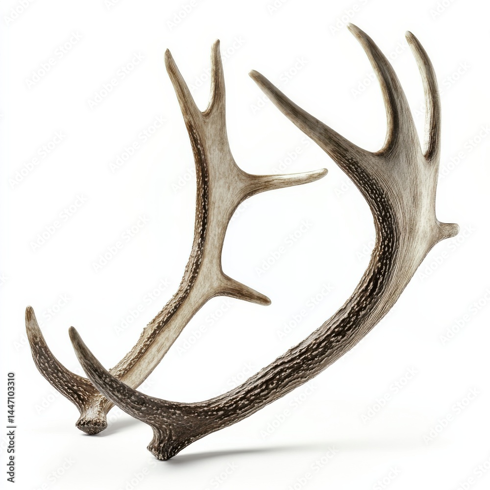 Fototapeta premium Close-Up of Reindeer Antlers Showing Fine Texture and Detail