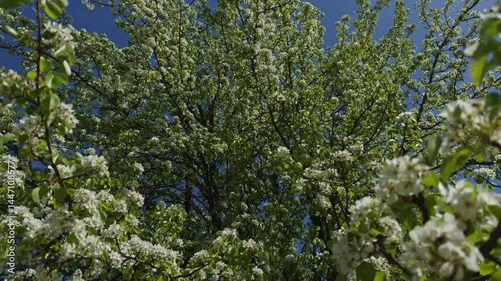 White blossoming tree branches . Spring White blossoming tree branches . Spring