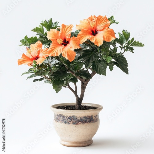 Vibrant Orange Hibiscus Blooming in Decorative Pot with Leaves