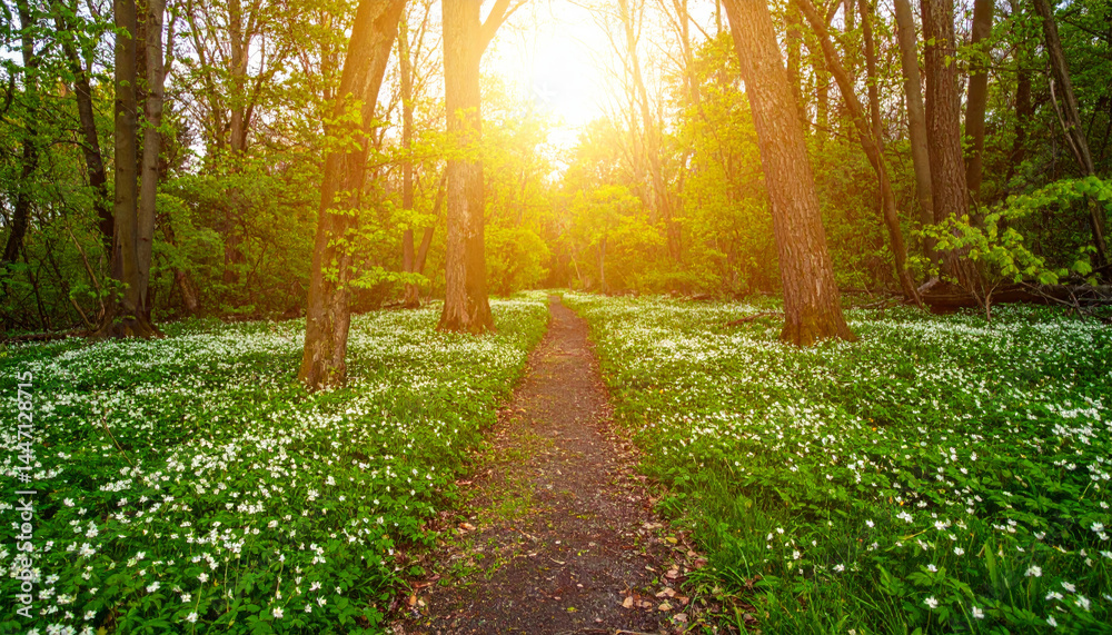 Fototapeta premium serene forest path illuminated by sunlight, surrounded by lush greenery and blooming white flowers, invites tranquility and exploration. vibrant colors and natural beauty create peaceful