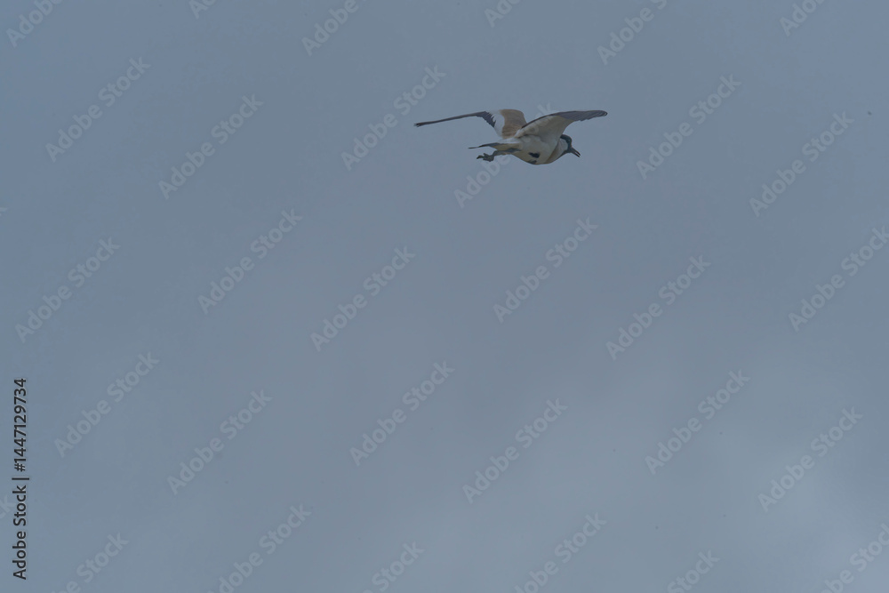 Obraz premium Bird in flight