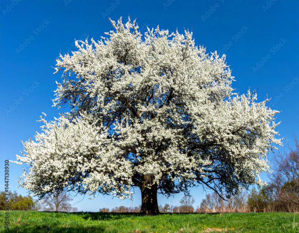 Naklejka premium large white blossoming tree stands majestically against clear blue sky, showcasing its vibrant flowers and lush greenery, creating serene and picturesque landscape