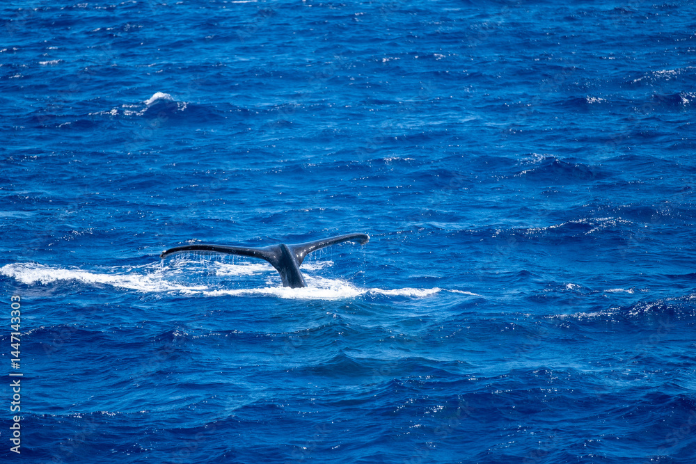 Fototapeta premium Single whale tail rises above deep ocean with no land in sight, captured March 15, 2019 in Honolulu, Hawaii, USA