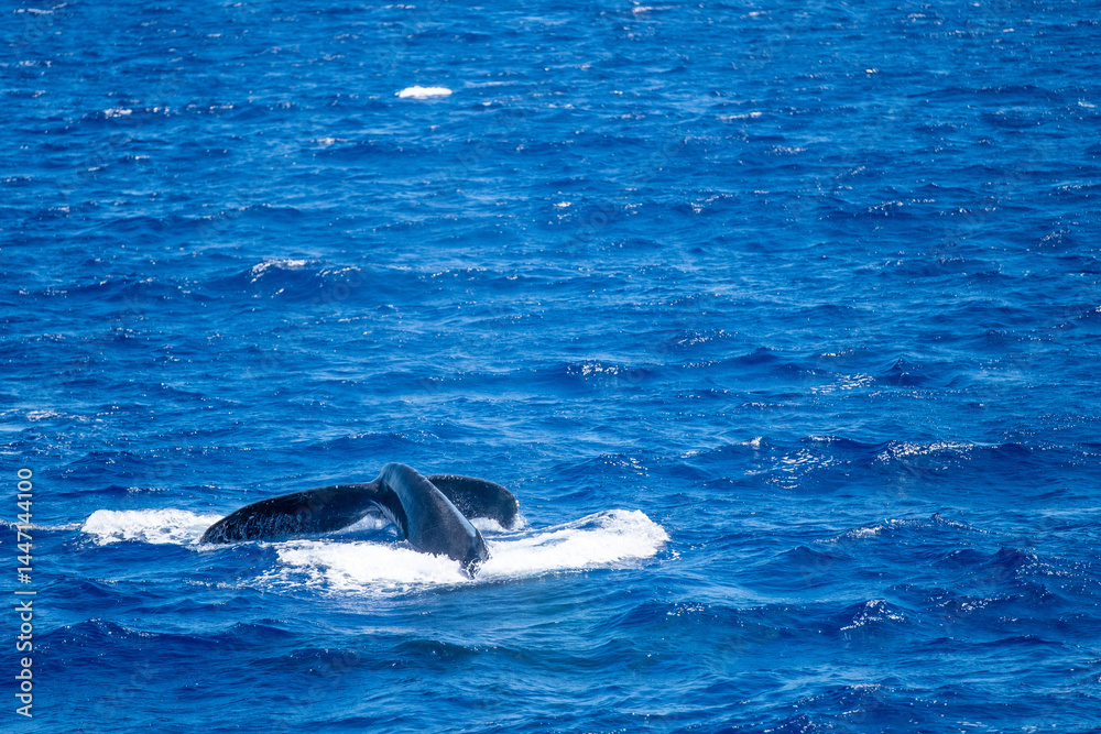 Fototapeta premium Whale fluke arcs above ocean surface as it disappears into the deep, captured March 15, 2019 in Honolulu, Hawaii, USA