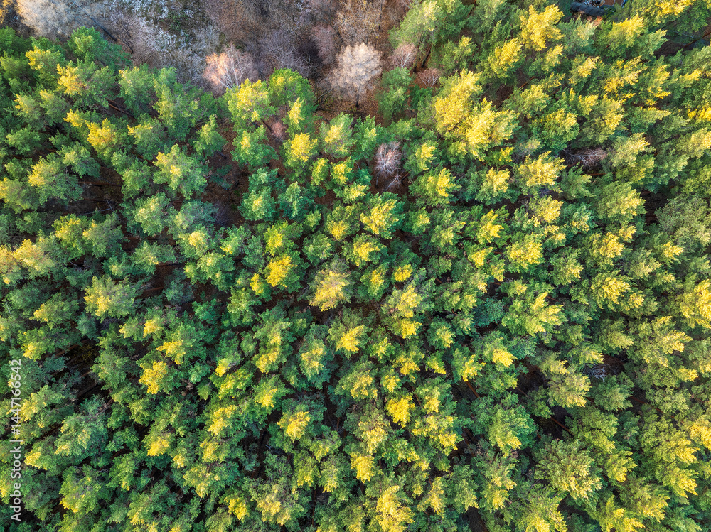 Aerial drone view of stunning colorful autumn fall forest. Aerial drone view of stunning colorful autumn fall forest.