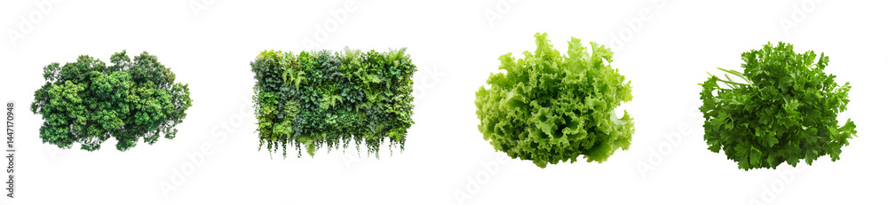 Vegetation assortment with lettuce and greenery group, studio shot, cut out transparent Vegetation assortment with lettuce and greenery group, studio shot, cut out transparent