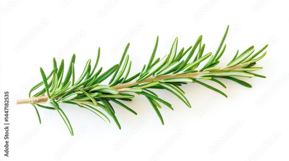 Fototapeta premium Fresh rosemary sprig