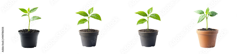 Plant saplings in pots development sequence, studio view, cut out transparent. Plant saplings in pots development sequence, studio view, cut out transparent.
