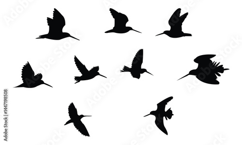 Flying African snipe bird Silhouette Design  And Vector Illustration. 