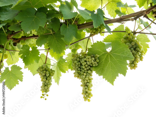 Bunch of Grapes with Green Leaves Isolate on transparent background cutout, PNG file, Cutout file