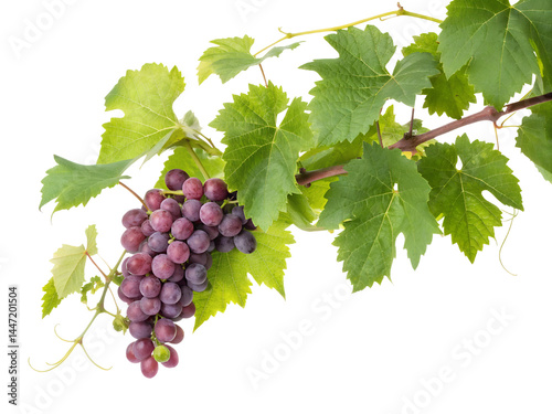 Obraz na płótnie Bunch of Grapes with Green Leaves Isolate on transparent background cutout, PNG file, Cutout file w salonie