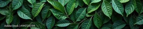 Intricate, dark, curled tea leaves forming a textured background , black tea background, food photography