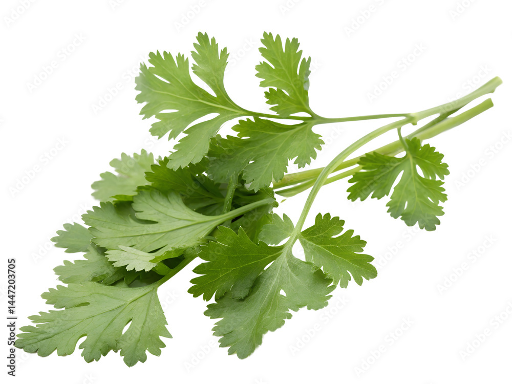 Fresh Cilantro Leaves Isolate on transparent background cutout, PNG file, Cutout file