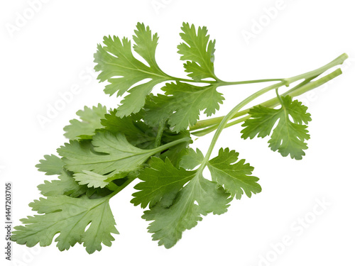 Obraz na płótnie Fresh Cilantro Leaves Isolate on transparent background cutout, PNG file, Cutout file w salonie