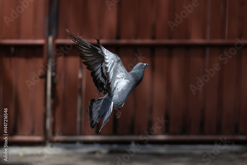 The movement scene of Rock Pigeon flying in the air is isolated on a blurry background. Close-up of Rock Pigeon spread wings in the air.