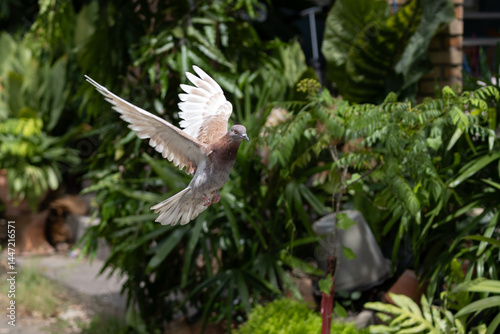 The movement scene of Rock Pigeon flying in the air is isolated on a blurry background. Close-up of Rock Pigeon spread wings in the air.