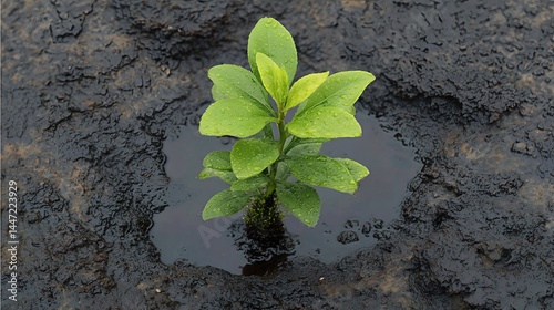 A green sprout struggles to grow, covered by a puddle of oil, symbolizing the environmental hazard posed by fossil fuel contamination and its threat to plant life and ecosystems.
 photo