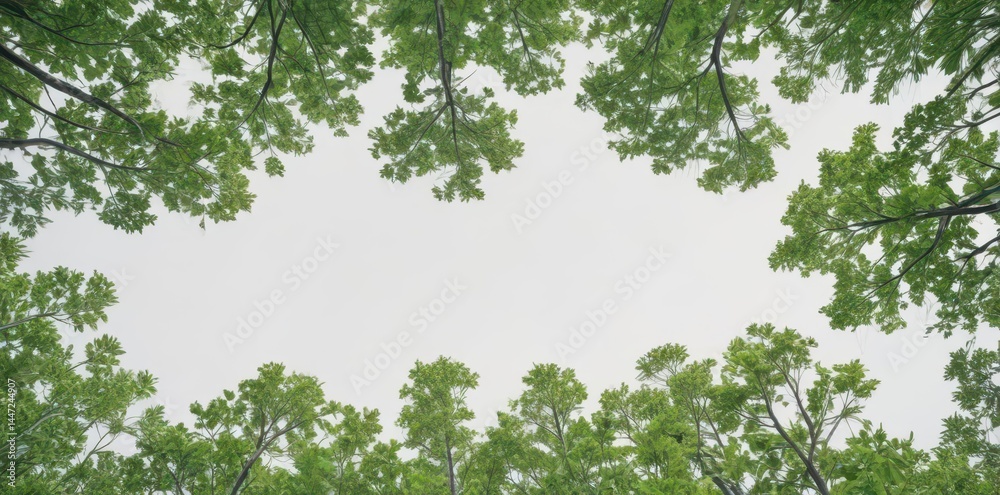 Vibrant green treetops form a continuous line against a stark white backdrop , white, minimal Vibrant green treetops form a continuous line against a stark white backdrop , white, minimal