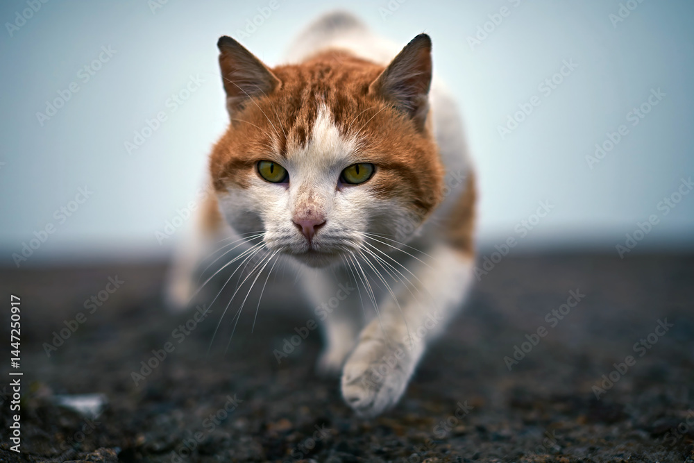 Cat stalking prey on urban ground