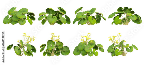 Farfugium japonicum flowers plant on transparent background, 3d illustration