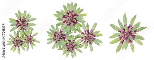 Top view 3d flowers plant of Guzmania sanguinea on transparent background, png illustration