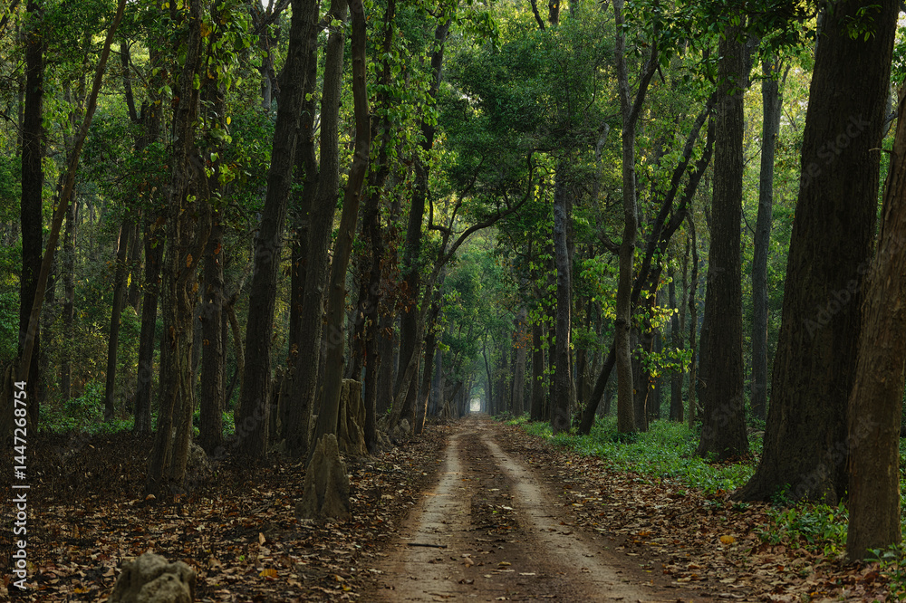 Fototapeta premium Beautiful Saal trees surrounded on both sides in the forest trek at Dudhwa National park, uttar pradesh, India