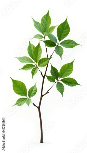 A single branch with a lot of leaves and twigs isolated on white background, nature, twiggy