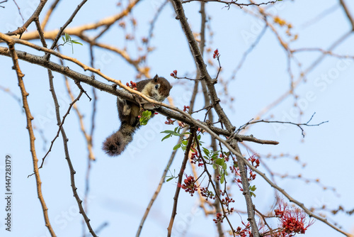 Close-up of a squirrel eating a red flower. Close-up of a squirrel perching on a branch.  photo