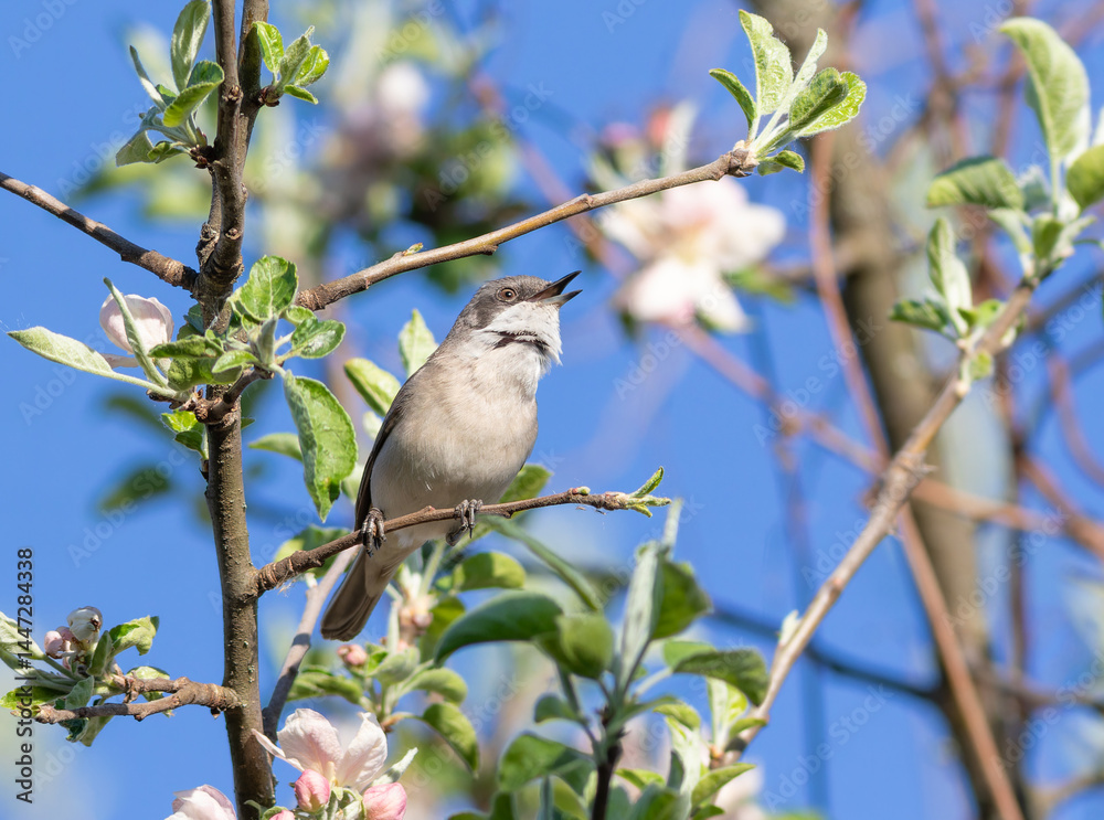 Lesser whitethroat, Sylvia curruca. A bird sits on the branch of a blossoming apple tree and sings Lesser whitethroat, Sylvia curruca. A bird sits on the branch of a blossoming apple tree and sings