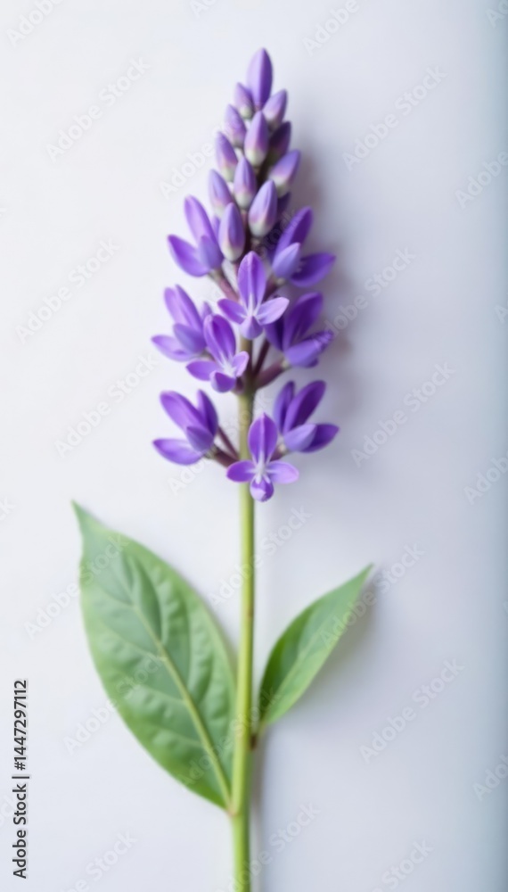 Fototapeta premium Single isolated lavender flower on white surface, blossoms, flowers, petals