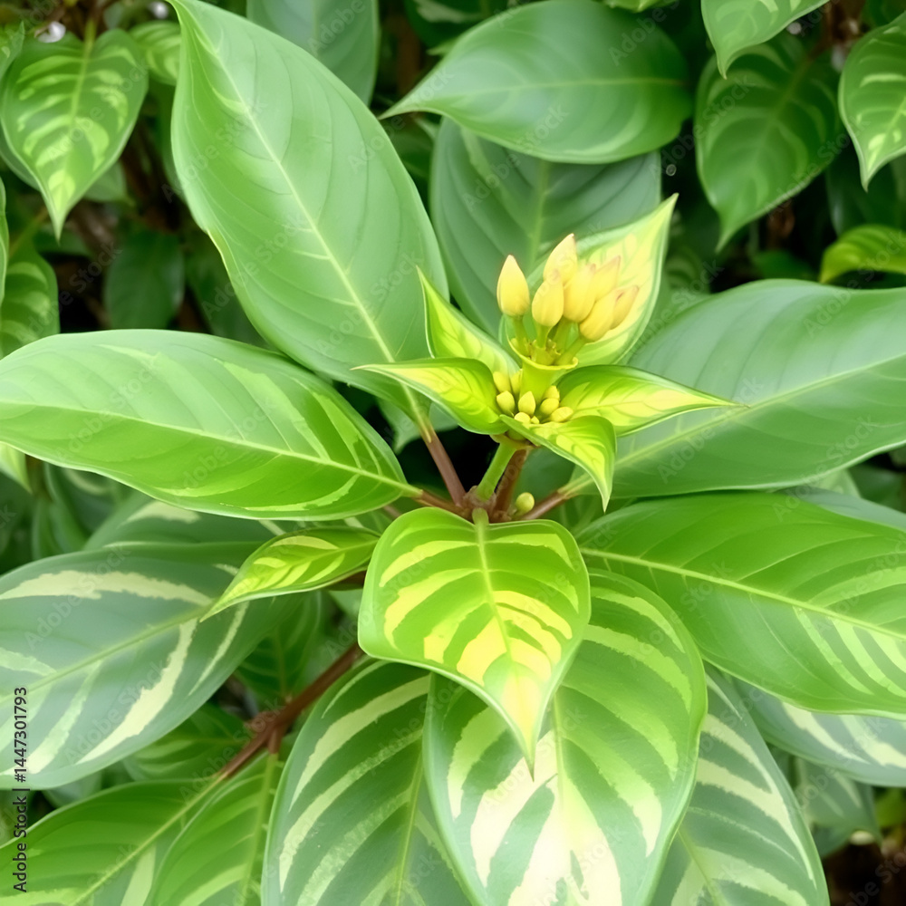 Obraz premium Aucuba japonica variegata plant with large green leaves and yellow buds, flowering plant, leaf variation