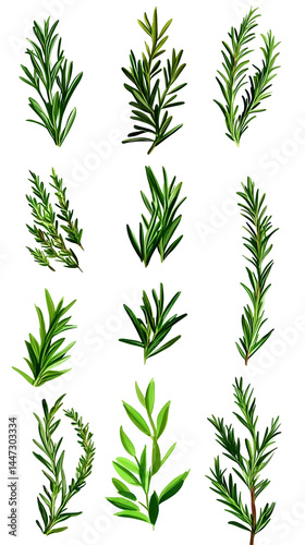Wallpaper Mural Set Of Isolated Rosemary Branches Illustration Background Torontodigital.ca