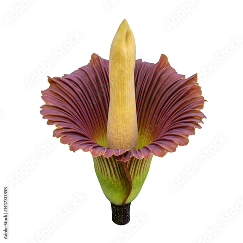 A vibrant, exotic flower with a deep red-purple spathe and a prominent, pale yellow spadix