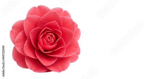 Close-up of a vibrant pink camellia flower, showcasing detailed petals and a central bud photo
