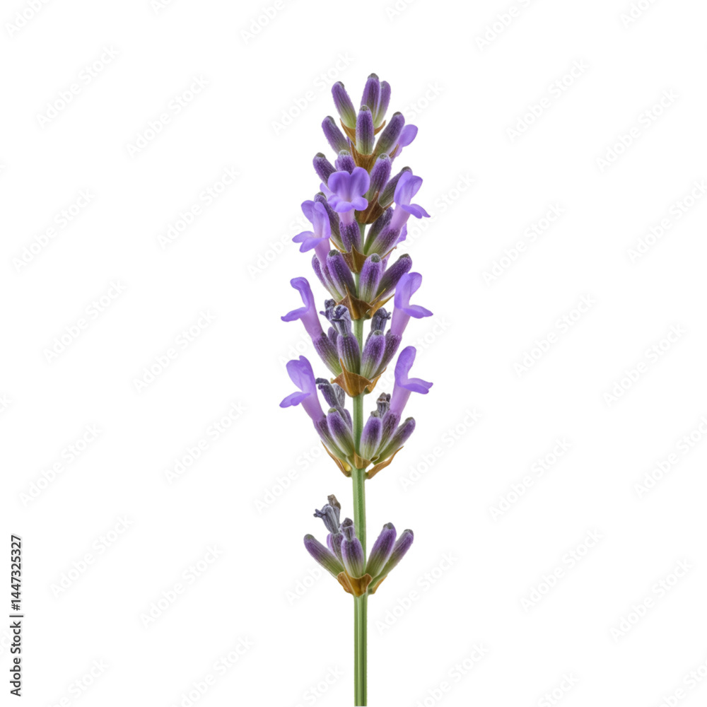 Obraz premium Close-up of a vibrant purple lavender sprig, showcasing detailed flower clusters and stem