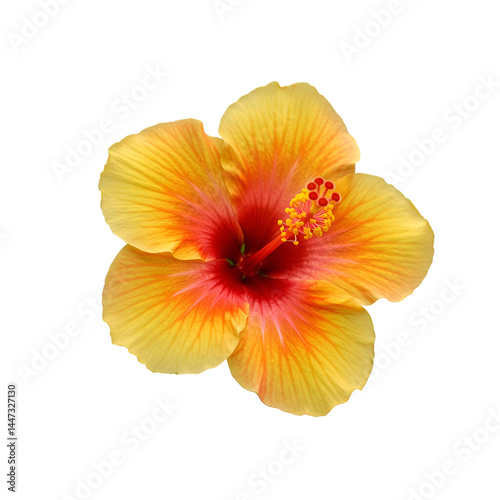 Wallpaper Mural Close-up of a vibrant yellow and red hibiscus flower.  Detailed view of petals, pistil, and stamen Torontodigital.ca