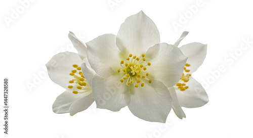 Close-up of three delicate white jasmine flowers with yellow centers