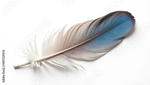 Single bird feather, pristine white background, air, texture, graphic