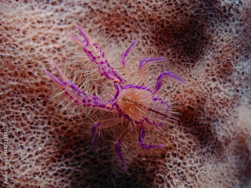 Hairy Squat Lobster (Lauriea siagiani)