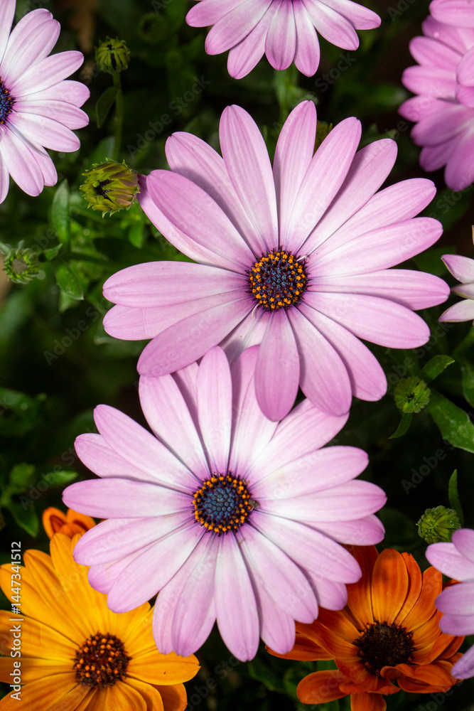 Osteospermum fruticosum flowers in full bloom Osteospermum fruticosum flowers in full bloom