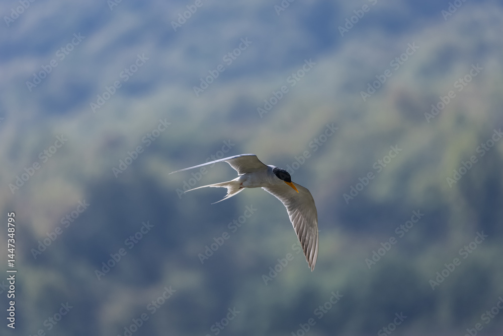Obraz premium River tern (Sterna aurantia) fishing in the ram ganga river of jim corbett.