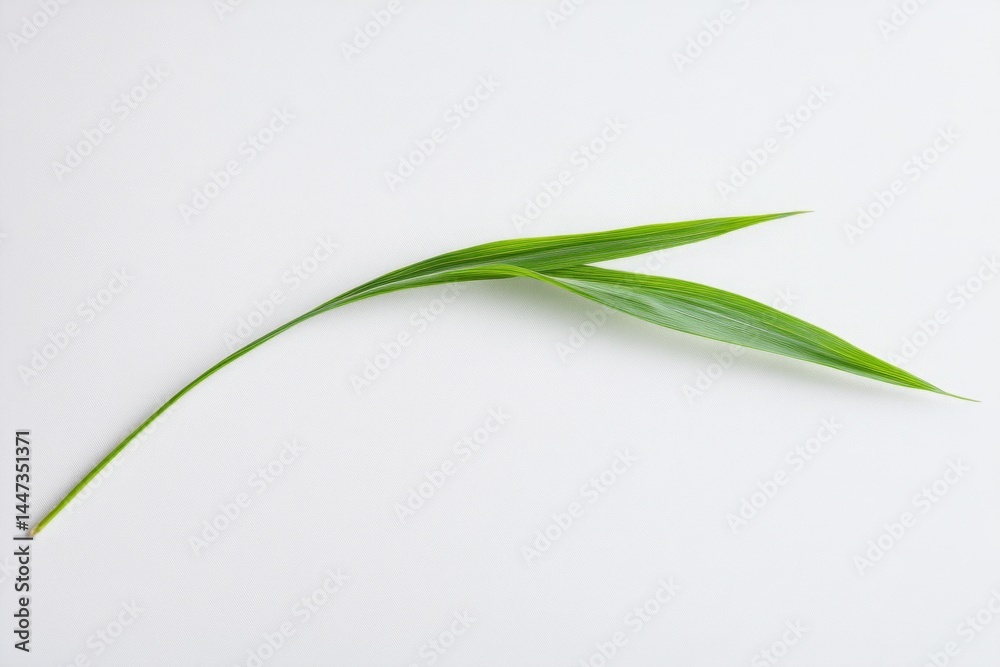 Obraz premium Fresh, vibrant green leaves