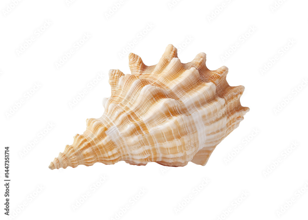 Close up of a textured conch shell with pointed crown, isolated on transparent background. Concept of marine life, summer, decoration.