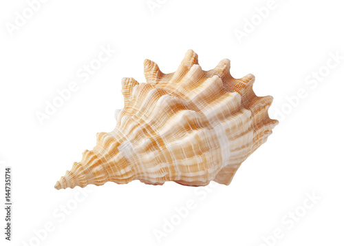 Obraz na płótnie Close up of a textured conch shell with pointed crown, isolated on transparent background. Concept of marine life, summer, decoration. w salonie